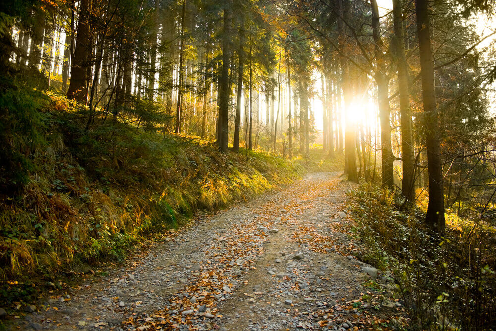 Finding Your Path to Recovery in Nature