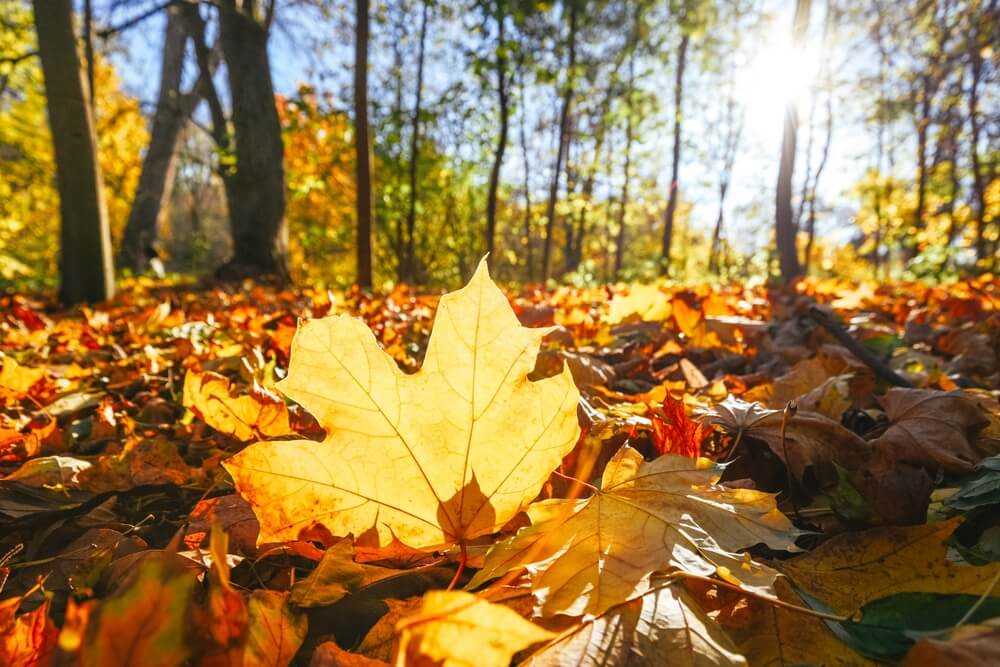 Maximizing Fall Campaigns: Targeting Families Before the Holidays