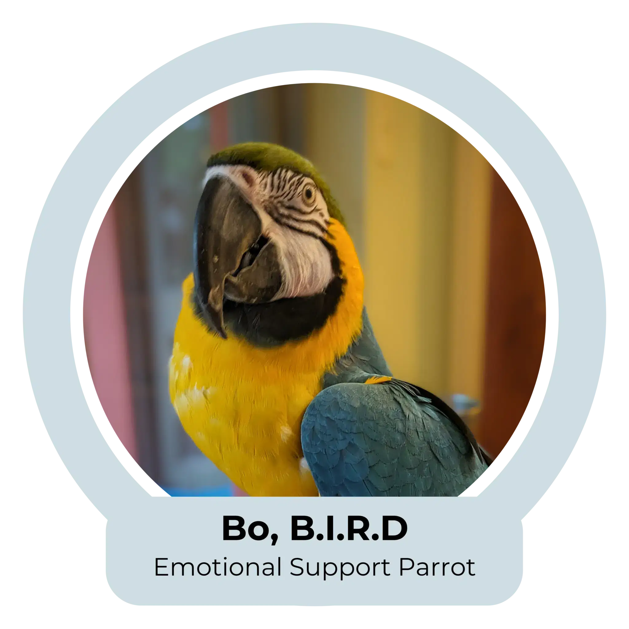 Bo  